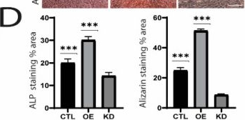 Fig.4.D showing Immunohistochemistry in a Mus musculus (House mouse) sample from the publication: Lamin A/C-Dependent Translocation of Megakaryoblastic Leukemia-1 and β-Catenin in Cyclic Strain-Induced Osteogenesis.