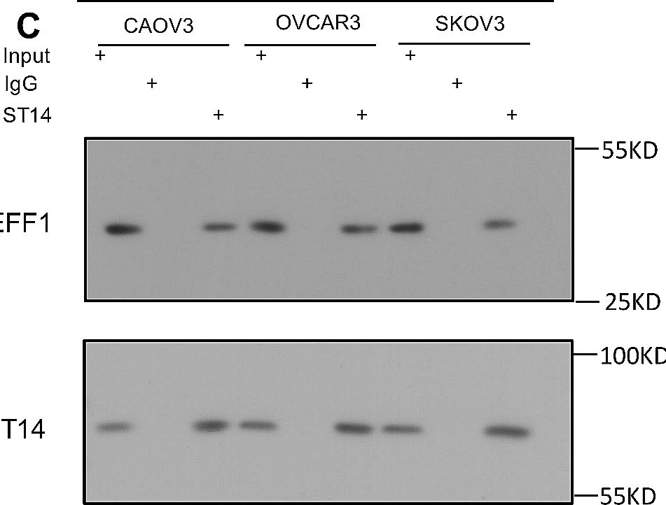Fig.7.C showing Western Blotting from the publication: ST14 interacts with TMEFF1 and is a predictor of poor prognosis in ovarian cancer.