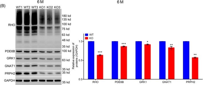 Fig.5.B showing Western Blotting from the publication: Deletion of Transmembrane protein 184b leads to retina degeneration in mice.