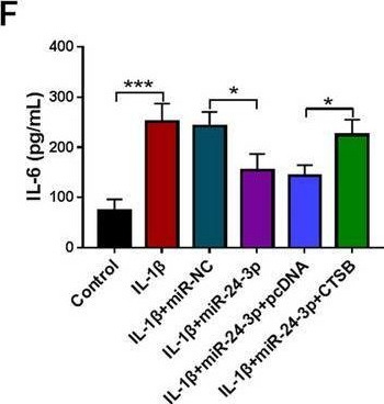 Fig.7.F showing Enzyme-linked immunosorbent assay from the publication: Circ_0020014 mediates CTSB expression and participates in IL-1β-prompted chondrocyte injury via interacting with miR-24-3p.