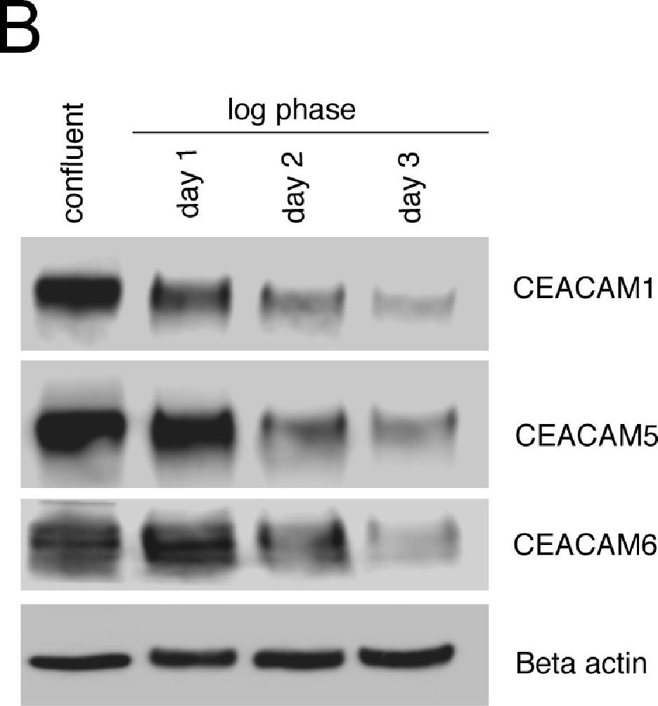 Fig.3.B showing Western Blotting in a Homo sapiens (Human) sample from the publication: Deregulation of the CEACAM expression pattern causes undifferentiated cell growth in human lung adenocarcinoma cells.