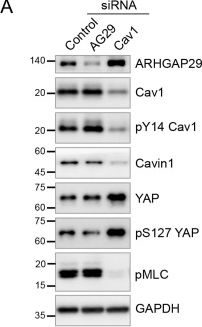 Fig.6.A showing Western Blotting in a Homo sapiens (Human) sample from the publication: Time-resolved proximity proteomics uncovers a membrane tension-sensitive caveolin-1 interactome at the rear of migrating cells.