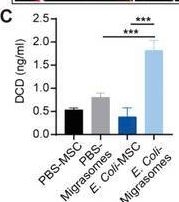 Fig.6.C showing Enzyme-linked immunosorbent assay from the publication: Bone Marrow Mesenchymal Stem Cell-Derived Dermcidin-Containing Migrasomes enhance LC3-Associated Phagocytosis of Pulmonary Macrophages and Protect against Post-Stroke Pneumonia.