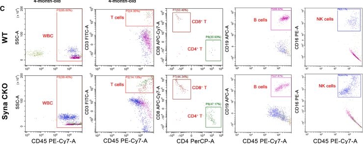 Fig.4.C showing Flow cytometry/Cell sorting in a Mus musculus (House mouse) sample from the publication: Syncytin-a deficiency compromises murine sperm function by suppressing PRL/PGE2 and PI3K/AKT/mTOR pathway.
