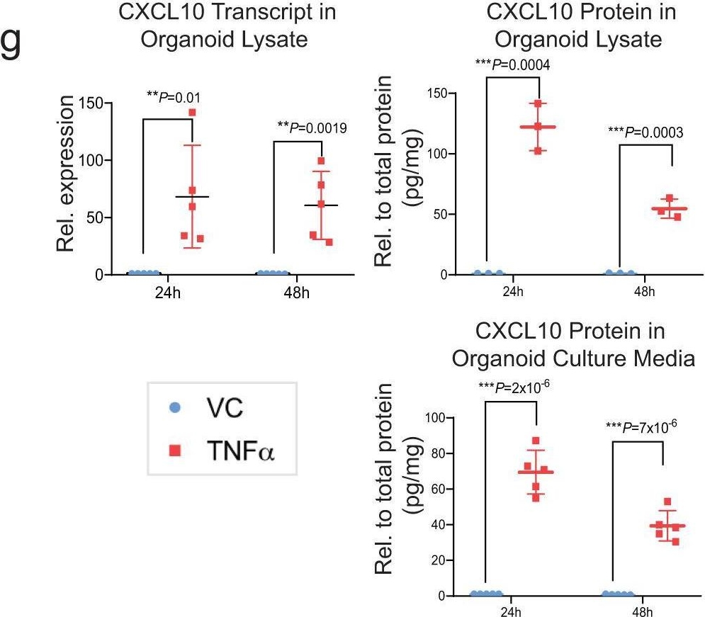 Fig.4.G showing Enzyme-linked immunosorbent assay in a Homo sapiens (Human) sample from the publication: An integrated organoid omics map extends modeling potential of kidney disease.