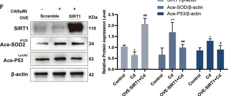 Fig.5.F showing Western Blotting from the publication: SIRT1 regulates dermal fibroblast senescence via impaired deacetylase function and mitochondrial dysfunction during skin aging induced by chronic oral cadmium exposure.