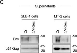 Fig.10.C showing Western Blotting from the publication: M-Sec promotes the accumulation of intracellular HTLV-1 Gag puncta and the incorporation of Env into viral particles.