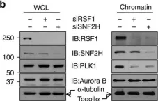 Fig.2.B showing Western Blotting in a Homo sapiens (Human) sample from the publication: The chromatin remodeller RSF1 is essential for PLK1 deposition and function at mitotic kinetochores.