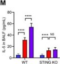 Fig.6.M showing Enzyme-linked immunosorbent assay from the publication: PVC Nanoplastics Exposure Exacerbates Asthma through R-Loop Accumulation and Subsequent STING Activation in Macrophages.