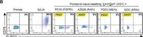 Fig.5.B showing Flow cytometry/Cell sorting in a Homo sapiens (Human) sample from the publication: Probing the signaling requirements for naive human pluripotency by high-throughput chemical screening.