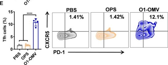 Fig.3.E showing Flow cytometry/Cell sorting from the publication: Development of a Promising Bivalent Vaccine Against Klebsiella pneumoniae Based on Glycoengineered GMMA (geGMMA).