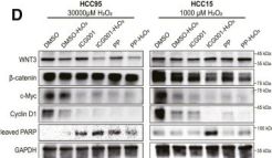 c-Myc/N-Myc (D3N8F) Rabbit Monoclonal Antibody | Cell Signaling