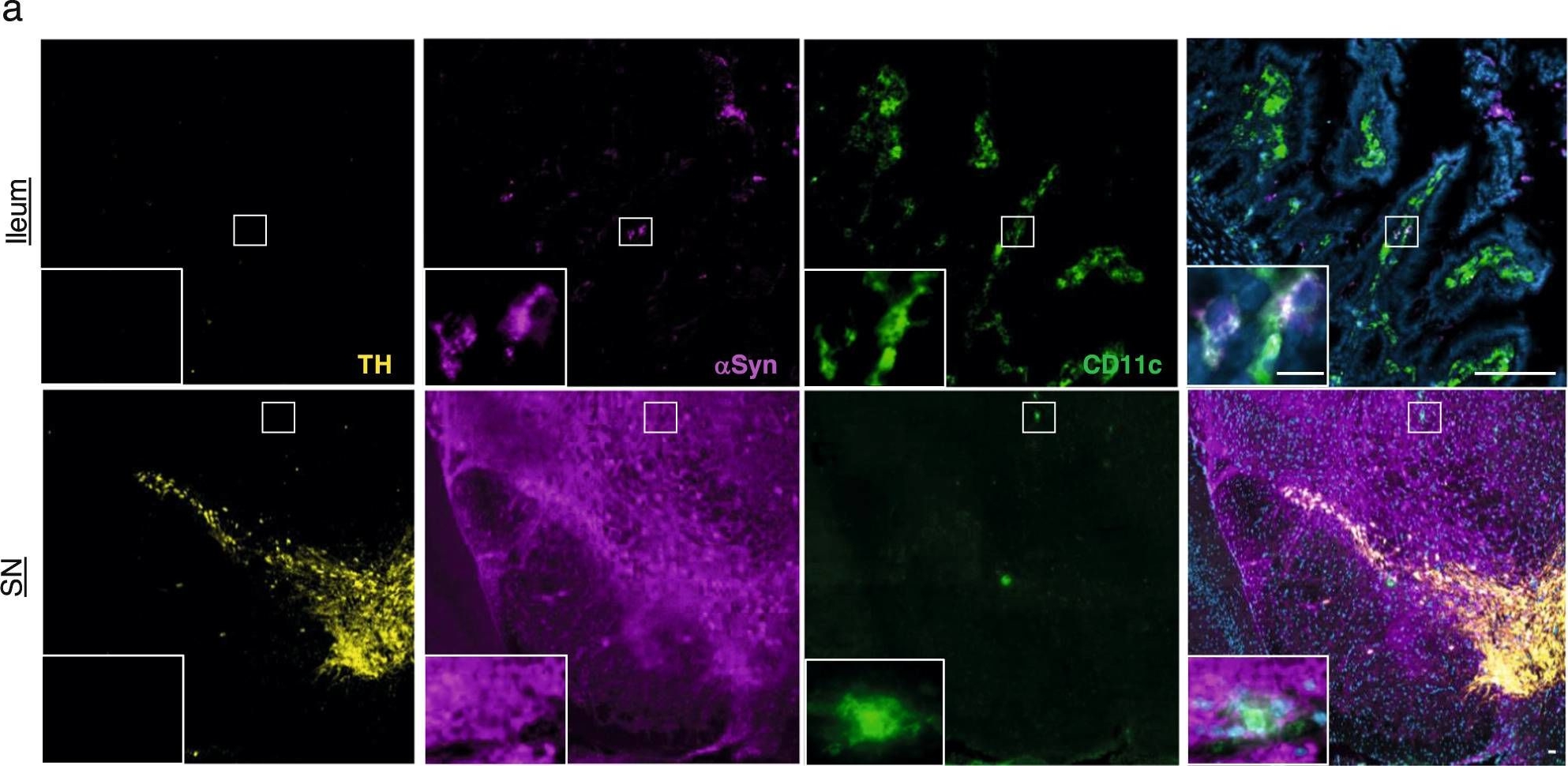 Fig.3.A showing Immunohistochemistry in a Mus musculus (House mouse) sample from the publication: Brain-to-gut trafficking of alpha-synuclein by CD11c+ cells in a mouse model of Parkinson's disease.