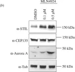 Fig.1.B showing Western Blotting in a Homo sapiens (Human) sample from the publication: The SKP1-Cullin-F-box E3 ligase βTrCP and CDK2 cooperate to control STIL abundance and centriole number.