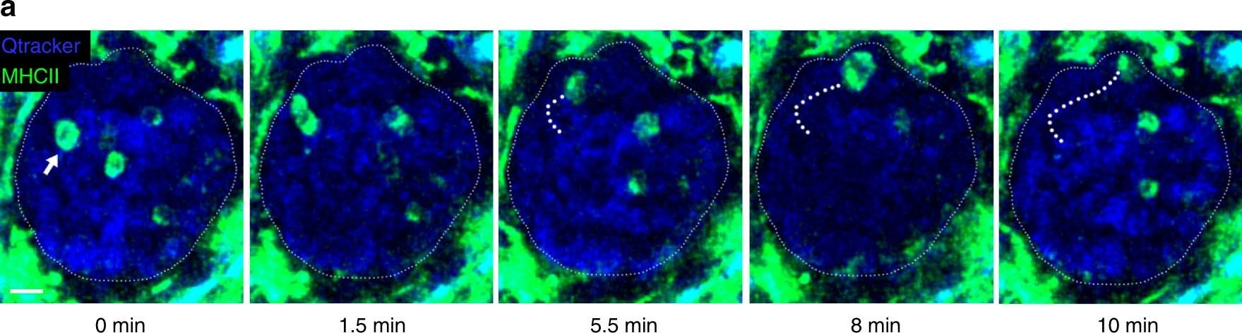 Fig.3.A showing Immunocytochemistry-immunofluorescence in a Mus musculus (House mouse) sample from the publication: Effector CD4+ T cells recognize intravascular antigen presented by patrolling monocytes.