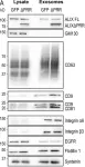 Fig.8.A showing Western Blotting from the publication: ALIX- and ESCRT-III-dependent sorting of tetraspanins to exosomes.