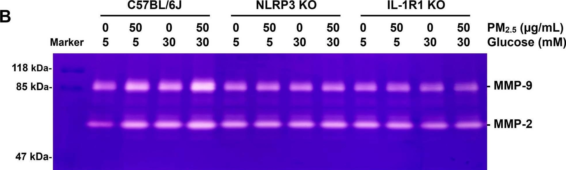 Fig.11.B from the publication: High glucose enhances the activation of NLRP3 inflammasome by ambient fine particulate matter in alveolar macrophages.