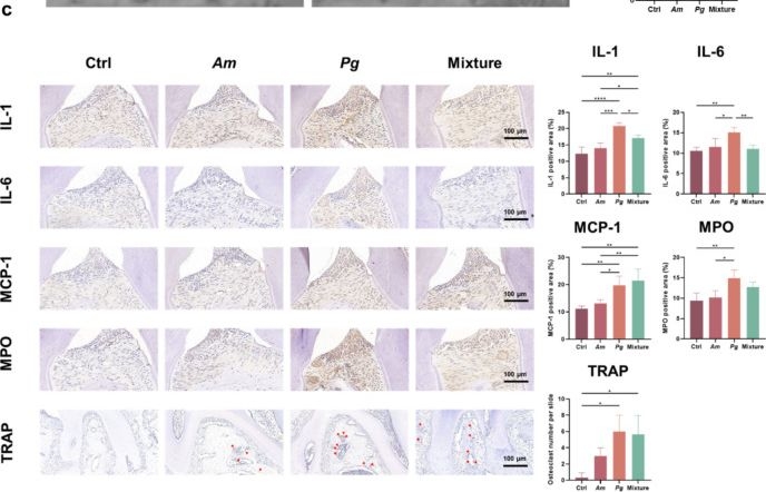 Fig.1.C showing Immunohistochemistry in a Mus musculus (House mouse) sample from the publication: Akkermansia muciniphila Alleviates Porphyromonas gingivalis-induced Periodontal Disease by Enhancing Bacterial Clearance.