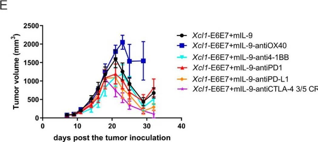 Fig.5.E showing Flow cytometry/Cell sorting in a Mus musculus (House mouse) sample from the publication: Developing an Effective Therapeutic HPV Vaccine to Eradicate Large Tumors by Genetically Fusing Xcl1 and Incorporating IL-9 as Molecular Adjuvants.