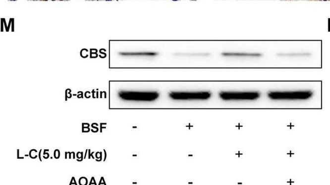 Fig.2.M showing Western Blotting from the publication: L-cysteine mitigates busulfan-induced testicular injury through modulation of CBS/H2S axis.