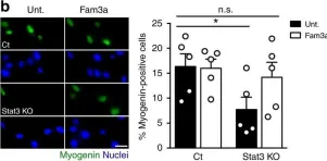 Fig.6.B showing Immunocytochemistry-immunofluorescence from the publication: The Stat3-Fam3a axis promotes muscle stem cell myogenic lineage progression by inducing mitochondrial respiration.