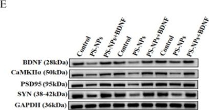 Fig.5.E showing Western Blotting in a Rattus norvegicus (Rat) sample from the publication: Effects of Short-Term Exposure to Polystyrene Nanoplastics on the Nervous System: Calcium Homeostasis, BDNF and Synaptic Plasticity.