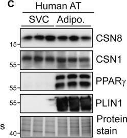 Fig.1.C showing Western Blotting from the publication: COP9 signalosome is required for adipose tissue maintenance and metabolic health.
