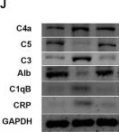 Fig.9.J showing Western Blotting in a Mus musculus (House mouse) sample from the publication: Therapeutic potential of simvastatin in ALS: Enhanced axonal integrity and motor neuron survival through Apoa4 and Alb modulation.