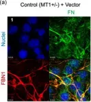 Fig.6.A showing Immunocytochemistry-immunofluorescence from the publication: Reversion-inducing cysteine-rich protein with Kazal motifs and MT1-MMP promote the formation of robust fibrillin fibers.