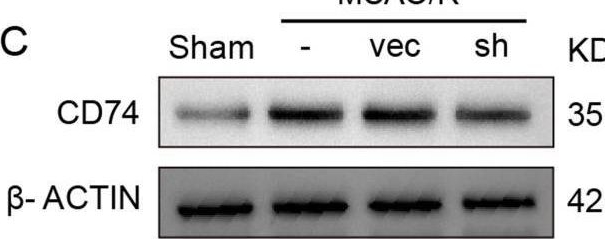 Fig.4.C showing Western Blotting from the publication: Targeting CD74 in microglia to modulate experimental cerebral ischemia and reperfusion injury: insights from Single-Cell and bulk transcriptomics.