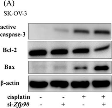 Fig.3.A showing Western Blotting in a Homo sapiens (Human) sample from the publication: Zinc Finger Protein 90 Knockdown Promotes Cisplatin Sensitivity via Nrf2/HO-1 Pathway in Ovarian Cancer Cell.