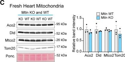 Fig.3.C showing Western Blotting from the publication: Mitoregulin supports mitochondrial membrane integrity and protects against cardiac ischaemia-reperfusion injury.