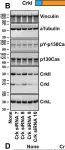 Fig.1.B showing Western Blotting from the publication: Quantitative assessment of glioblastoma phenotypes in vitro establishes cell migration as a robust readout of Crk and CrkL activity.