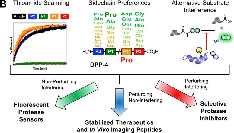 Fig.1.B from the publication: Thioamide-based fluorescent sensors for dipeptidyl peptidase 4.