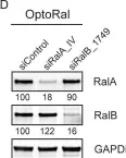 Fig.2.D showing Western Blotting from the publication: RalB directly triggers invasion downstream Ras by mobilizing the Wave complex.