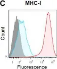 Fig.3.C showing Flow cytometry/Cell sorting in a Mus musculus (House mouse) sample from the publication: Molecular Characterization of Gastric Epithelial Cells Using Flow Cytometry.