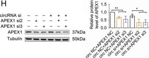 Fig.4.H showing Western Blotting in a Homo sapiens (Human) sample from the publication: circCIMT Silencing Promotes Cadmium-Induced Malignant Transformation of Lung Epithelial Cells Through the DNA Base Excision Repair Pathway.