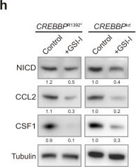 Fig.6.H showing Western Blotting from the publication: CREBBP/EP300 mutations promoted tumor progression in diffuse large B-cell lymphoma through altering tumor-associated macrophage polarization via FBXW7-NOTCH-CCL2/CSF1 axis.
