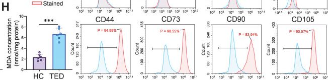 Fig.1.H showing Flow cytometry/Cell sorting from the publication: GPX1-driven selenium nanoplatform reprograms MAMs-mediated organelle crosstalk to reverse inflammatory adipose expansion in thyroid eye disease.