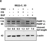 Fig.7.C showing Western Blotting in a Homo sapiens (Human) sample from the publication: Three-dimensional tumor cell growth stimulates autophagic flux and recapitulates chemotherapy resistance.