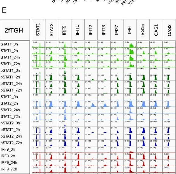 Fig.2.E from the publication: ISGF3 and STAT2/IRF9 Control Basal and IFN-Induced Transcription through Genome-Wide Binding of Phosphorylated and Unphosphorylated Complexes to Common ISRE-Containing ISGs.