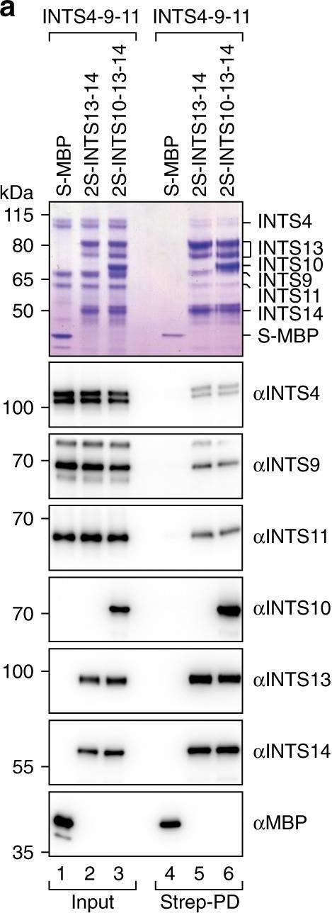 Fig.5.A showing Western Blotting from the publication: INTS10-INTS13-INTS14 form a functional module of Integrator that binds nucleic acids and the cleavage module.