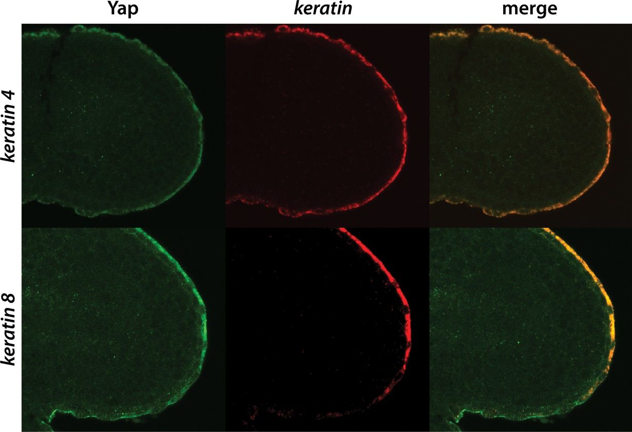 Regulation of posterior body and epidermal morphogenesis in zebrafish by localized Yap1 and Wwtr1.