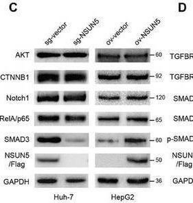 Fig.3.C showing Western Blotting in a Homo sapiens (Human) sample from the publication: NSUN5 Facilitates Hepatocellular Carcinoma Progression by Increasing SMAD3 Expression.