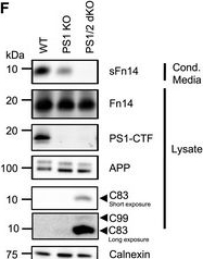Fig.1.F showing Western Blotting in a Homo sapiens (Human) sample from the publication: Proteolytically generated soluble Tweak Receptor Fn14 is a blood biomarker for γ-secretase activity.