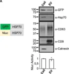 Fig.1.A showing Western Blotting in a Homo sapiens (Human) sample from the publication: Lack of involvement of CD63 and CD9 tetraspanins in the extracellular vesicle content delivery process.
