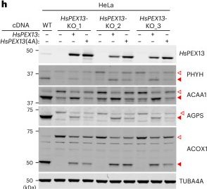 Fig.6.H showing Western Blotting from the publication: PEX39 facilitates the peroxisomal import of PTS2-containing proteins.