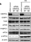 Fig.2.B showing Western Blotting in a Homo sapiens (Human) sample from the publication: The association of UBAP2L and G3BP1 mediated by small nucleolar RNA is essential for stress granule formation.