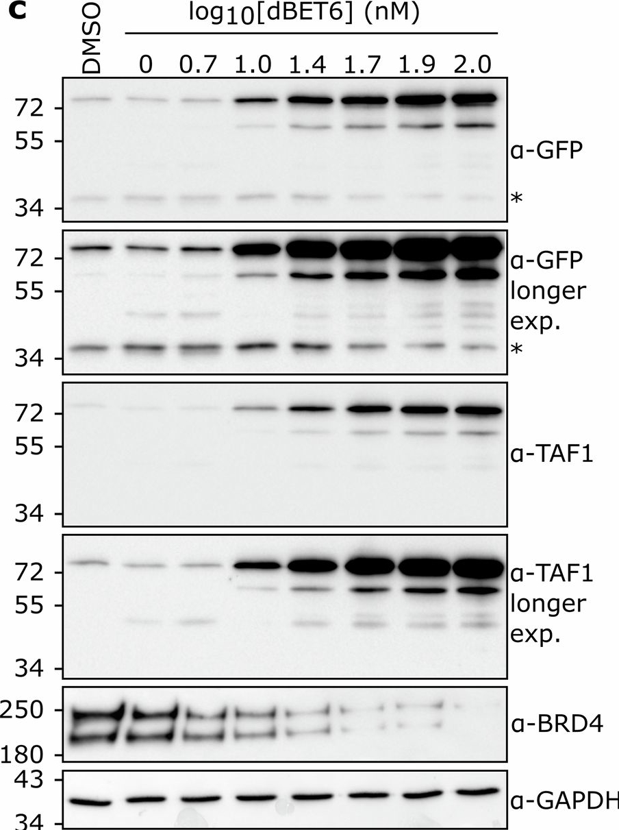 Fig.2.C showing Western Blotting from the publication: Correction of the molecular phenotype of X-linked Dystonia-Parkinsonism reveals a non-canonical function of BRD4.