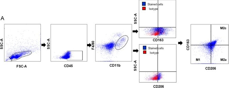 Fig.6.A showing Flow cytometry/Cell sorting in a Mus musculus (House mouse) sample from the publication: Magnoliae Cortex Alleviates Muscle Wasting by Modulating M2 Macrophages in a Cisplatin-Induced Sarcopenia Mouse Model.